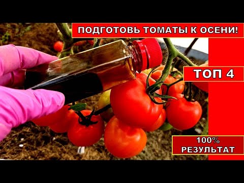 , title : 'ТОМАТЫ ХОРОШЕЮТ НА ГЛАЗАХ! ОПРЫСКИВАЮ КУСТЫ ТОМАТОВ В АВГУСТЕ,СЕНТЯБРЕ.Помидор плодоносят до морозов'