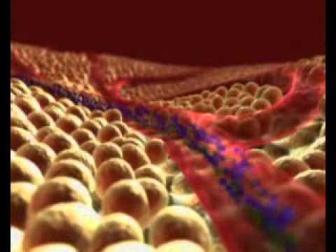 北京富麗華的生物醫藥科技有限公司提醒收看腸胃工作示意圖 3