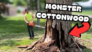 Monster Cottonwood! Dropped & Bucked Husqvarna 3120 & Stihl 500i