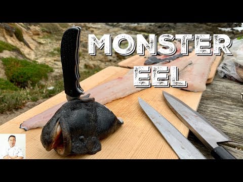 MONSTER EELCatch and CookWas It Still Alive During Filleting?
