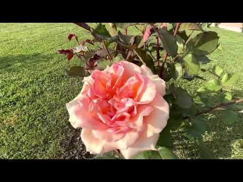 • CASTELLO DI PIPPO SPANO A OZORA - GIARDINI •