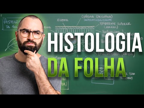 Leaf Histology - Class 10 - Module 5: Botany