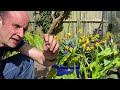 Caring For Your White Calla Lillies