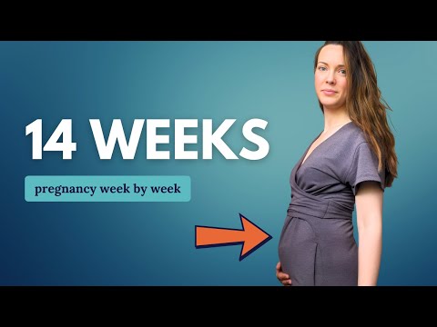 14 Weeks Pregnant 🤰 What to Expect: Changes for You & Baby Development