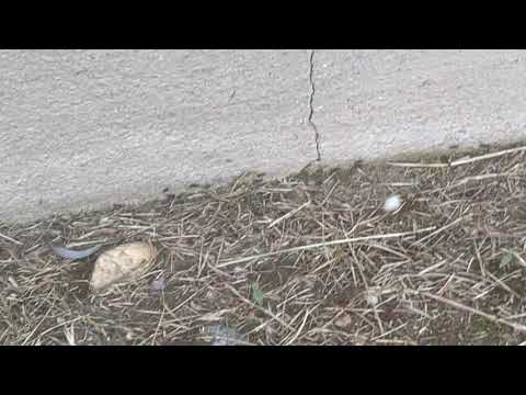 Exterminating Ants Out in Neptune, NJ