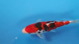 video van Hi Sanke 2301057