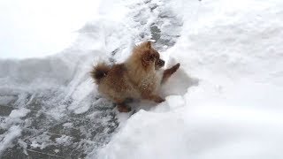 Pomeranian Dogs Playing in Snow