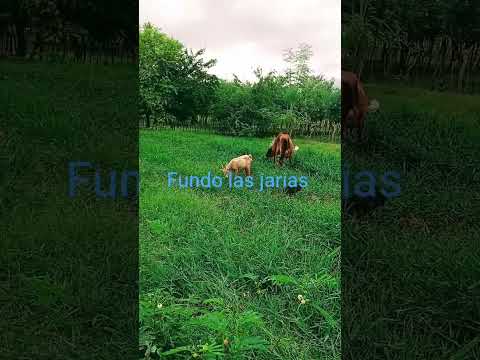 Fundo las jarias Siquisique Urdaneta Lara