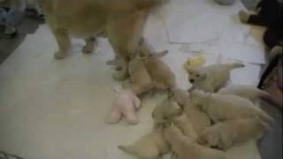 Golden puppies are always hungry!