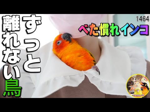 クロコガネメキシコインコについて詳しく解説