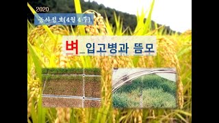 [농사정보] (4월4주)  벼_입고병&뜸모