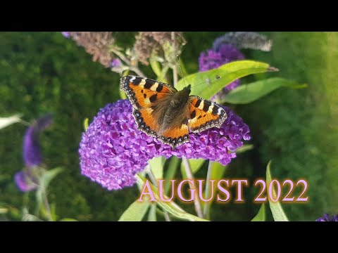 Skorpion August 2022 Treue und Loyalität;Vergess'dich selbst nicht.