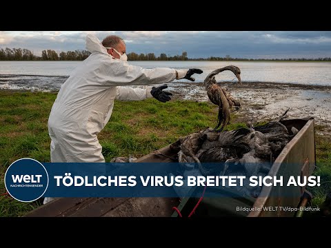 Video Thumbnail: VIRUS-KEULE: Massive Massenschlachtung ‒ 400.000 Tiere tot, Vogelgrippe wütet weiter!
