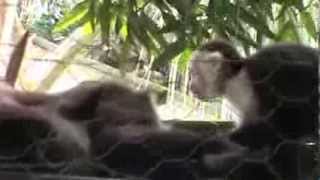 preview picture of video 'Monkey Grooming Another Monkey's Rear End- Un Mono Cuidando al Culo de Otro Mono, Honduras'