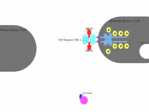 FGF signalling in lung morphogenesis