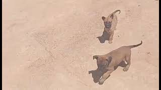 لحظات رائعة مع الكلاب Momentos maravilhosos com cães