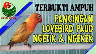 Download lagu PANCINGAN LOVEBIRD PAUD NGETIK mp3