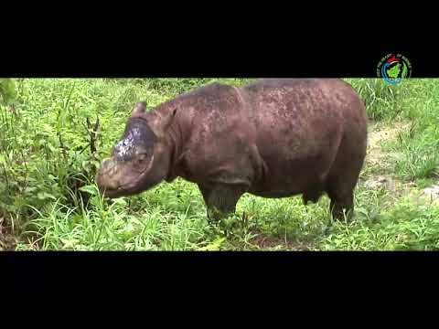 Visit The Heart of Borneo