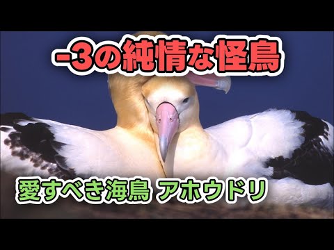 乾いた泥をベースに草を添えて作った巣の上に立つキイロアホウドリ。