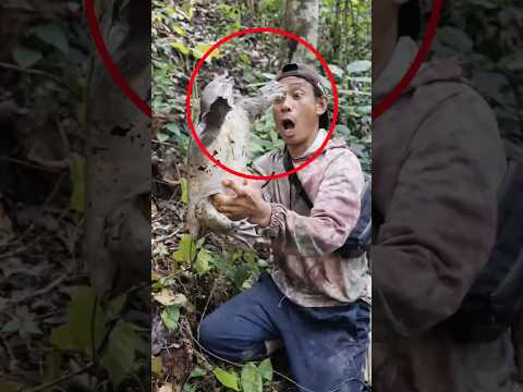 This Is How Locals Catch Softshell Turtles in the Wild — Shocking Method!