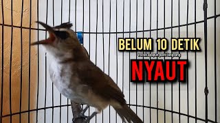 Download lagu trucukan gacor TARUNG ROPEL PANJANG pancingan trucukan agar bunyi jadikan burung trucuk gacor EMOSI mp3