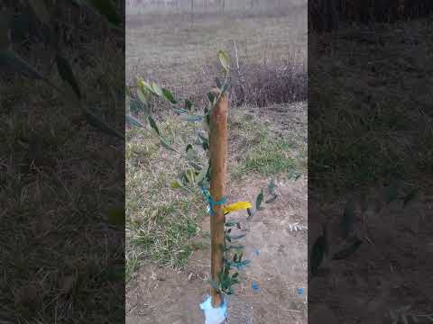 Sadnja maslina poljoprivreda (Maslinik)