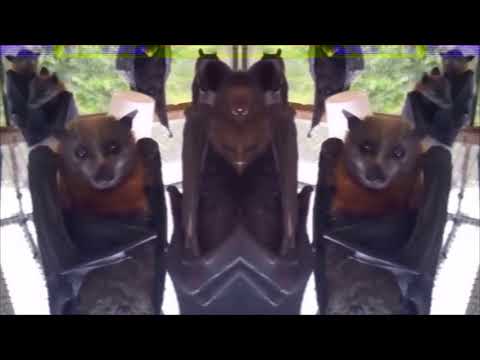 The Birthday Party - Release The Bats (with real dancing bats)