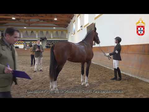 220128 11 Oporto D´Atela - Aprovação de Garanhões