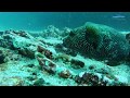 Diving with sea lion, Pufferfish and Green Sea Turtles in Cousin's Rock, Galapagos, Cousin Rock, Isla Santiago, Ecuador, Galapagos
