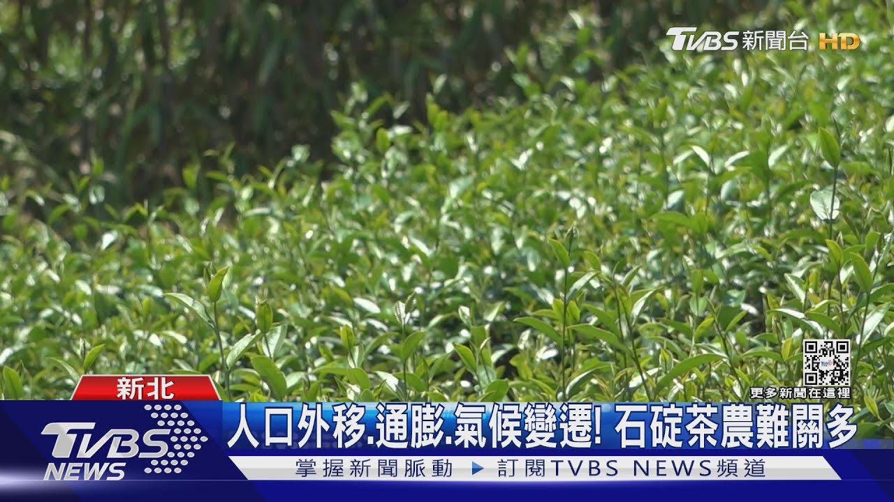 看得到卻用不到？位在水庫邊茶園乾枯而死