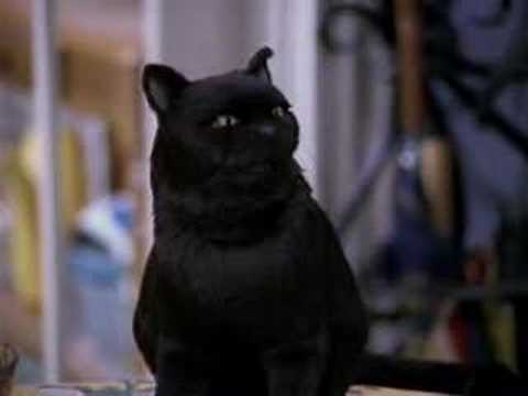 Salem Saberhagen...the cutest cat ever!!