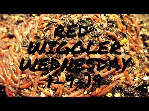 Red Wiggler Wednesday 1-9-19