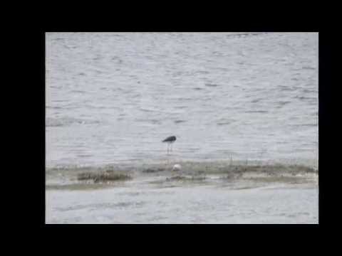 Il Delta del Po la natura maggio, 2013