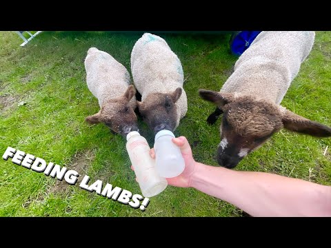 FEEDING SPRING LAMBS! CALVING, SILAGE FIELDS GROWING FIRST CUT!
