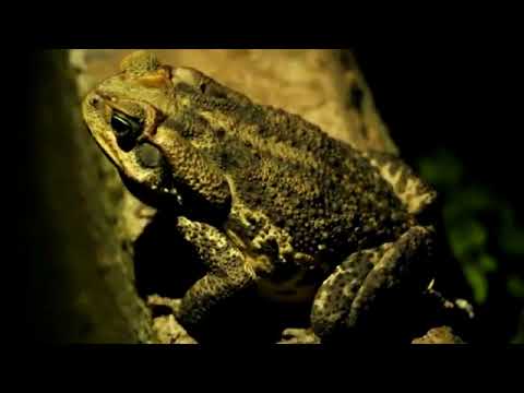O canto do Sapo Cururu