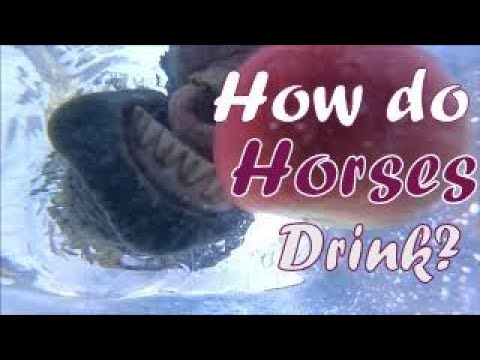 YouTube video about: Can horses drink salt water?