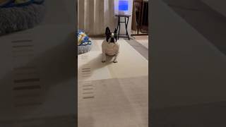 プレッシャーが半端ない？！早朝から部屋の外でママが起きるのを待つフレブル