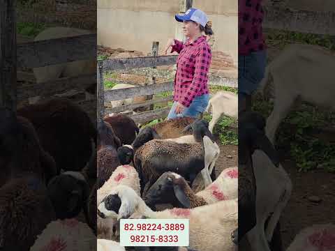 animais a venda matriz central em Dois Riachos Alagoas
