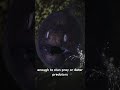 Electric Eel: The Fish That Shocks with 600 Volts!