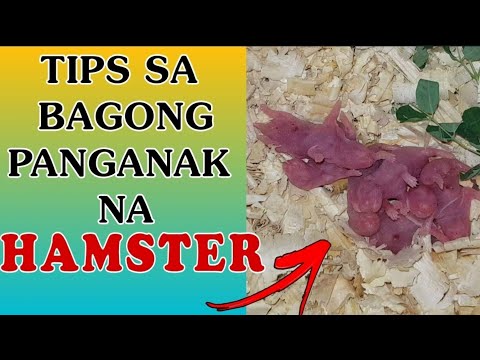 PAANO ALAGAAN ANG BAGONG PANGANAK NA HAMSTER | JhaysS Channel