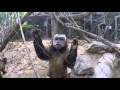 Scimmietta Vs GoPro Monkey Vs GoPro