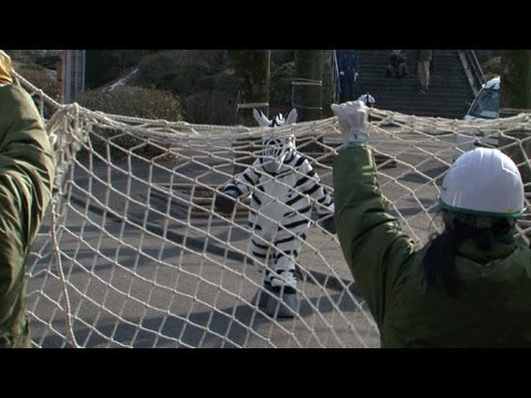 'Fuga de cebra' en zoo de Tokio