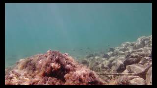 Underwater around Hotel Radisson, Skiatos, Nord Sporades, Greece, 03-06. 06.2026