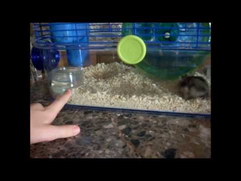 comment prendre soin d'un hamster