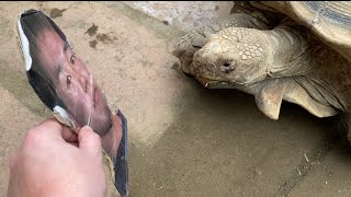 カメ vs 野獣先輩