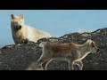 Arctic Wolf Hunts Baby Caribou Planet Earth II BBC Earth