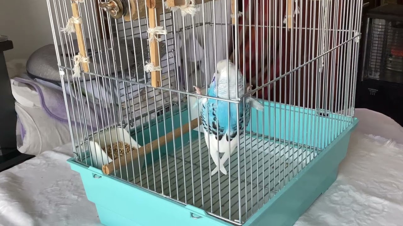 セキセイインコ　面白いピーコちゃん　