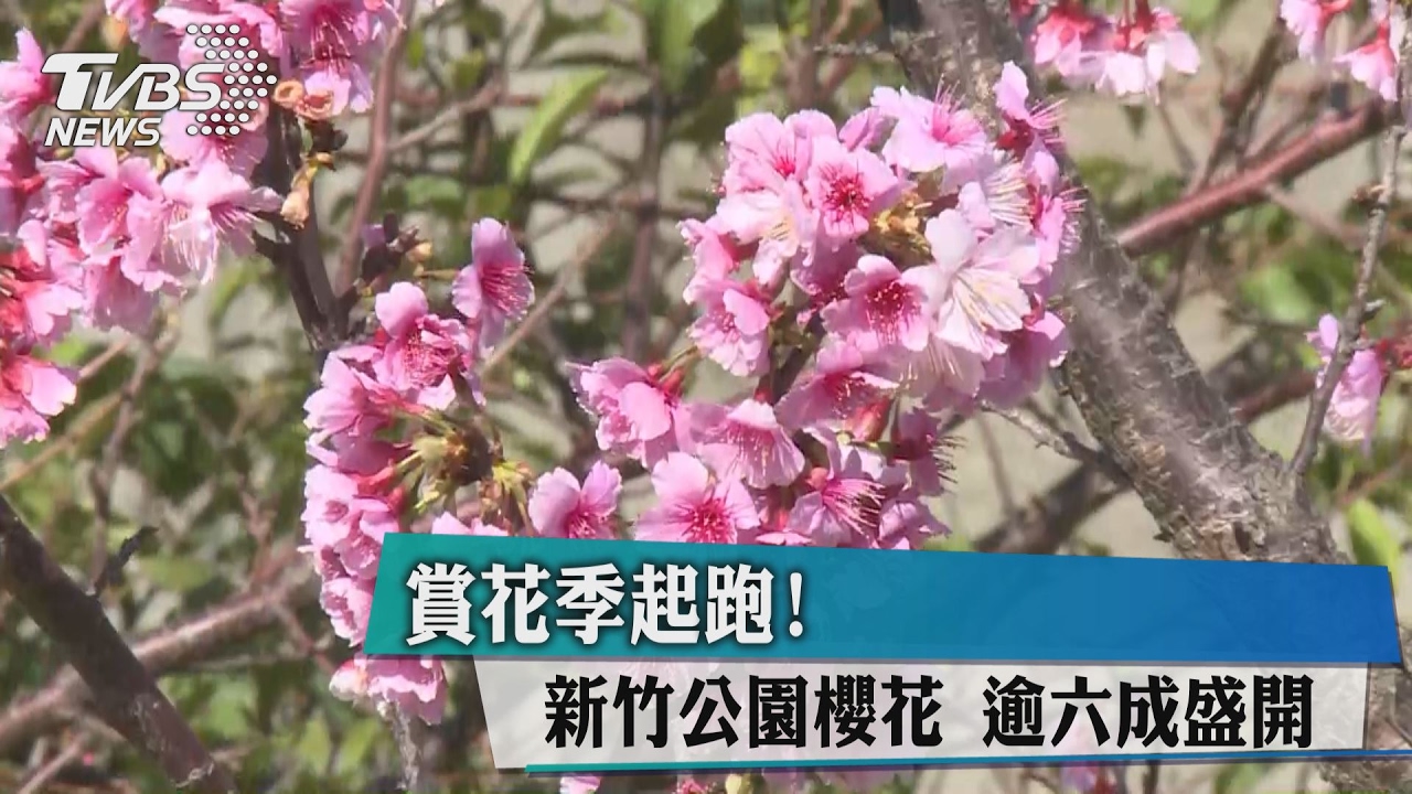 賞花季起跑!新竹公園櫻花 逾六成盛開