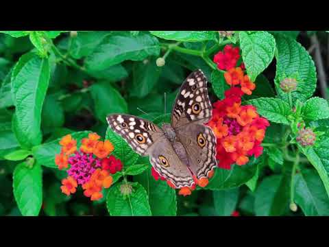 El Santo Sábado es el Día del Señor- #HermosaAlabanza