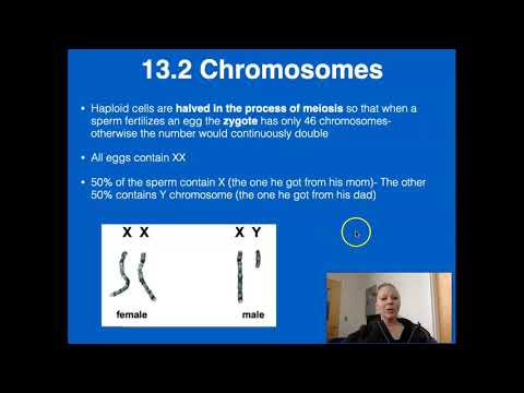 AP Bio: 13.1-13.2 Meiosis: Heredity